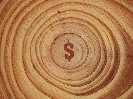 Sequoia Capital: Nurturing a Thriving Ecosystem through Strategic Investments